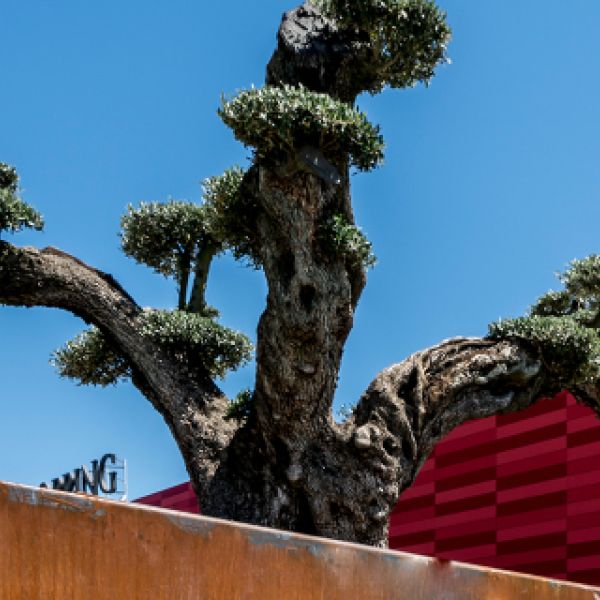 Què és Gran Jonquera